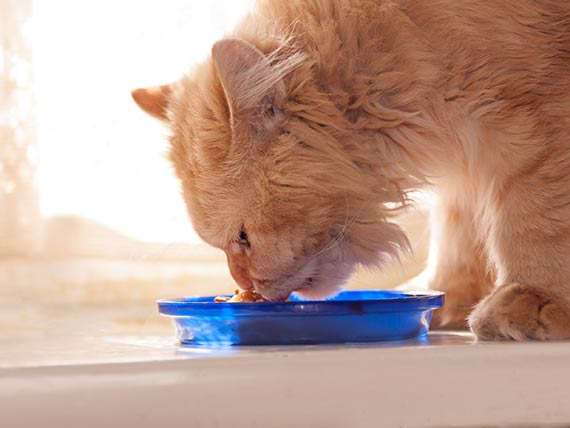 Dieta para gatos