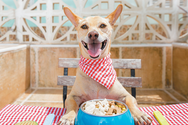 cachorro com bowl de racação